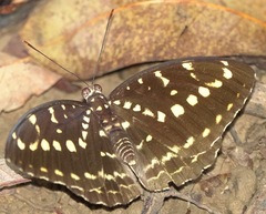 Lexias canescens
