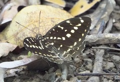 Lexias canescens