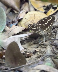 Lexias canescens