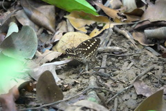 Lexias canescens