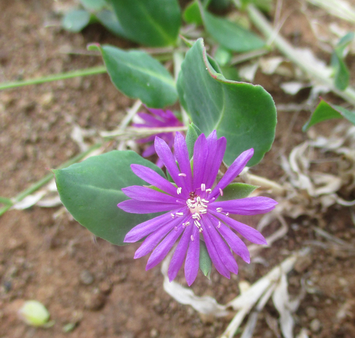 Lophiocarpaceae image