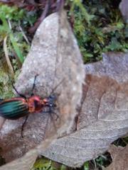 Carabus lineatus lateralis