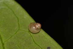 Tornatellinops mastersi