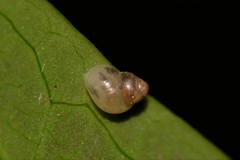 Tornatellinops mastersi