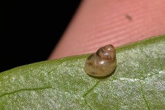 Tornatellinops mastersi