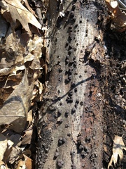 Annulohypoxylon thouarsianum