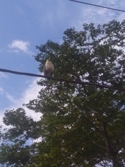 Buteogallus lacernulatus