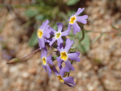 Manulea silenoides