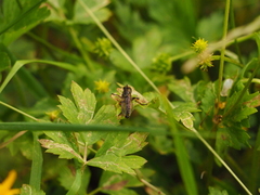 Neoitamus cothurnatus