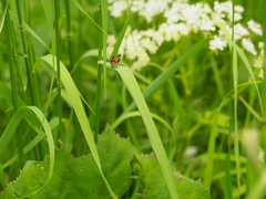 Neoitamus cothurnatus