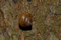 Coneuplecta calculosa