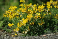 Lotus corniculatus