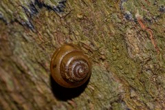 Coneuplecta calculosa