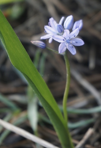 Single-Leaved Squill