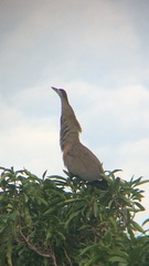 Tigrisoma mexicanum