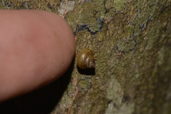 Coneuplecta calculosa