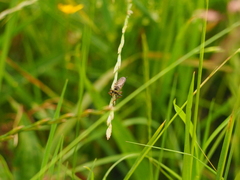 Neoitamus cothurnatus