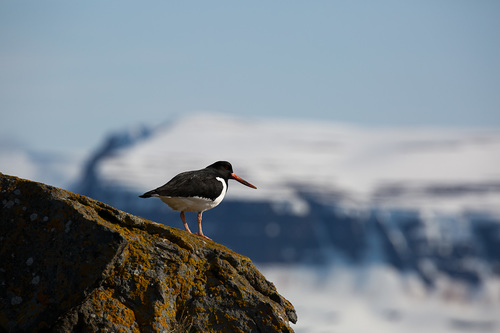 Lastúrničiar strakatý (Haematopus ostralegus)