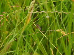 Neoitamus cothurnatus