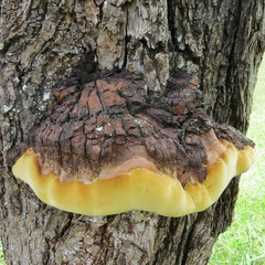 Fulvifomes elaeodendri