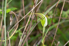 Pterostylis metcalfei