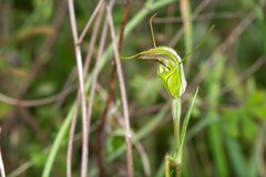Pterostylis metcalfei