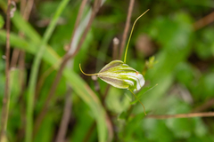 Pterostylis metcalfei