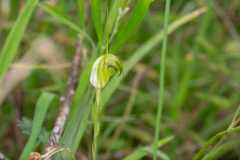 Pterostylis metcalfei