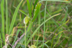Pterostylis metcalfei