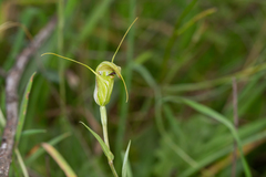 Pterostylis metcalfei