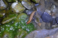 Protohermes costalis