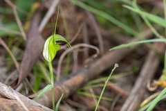 Pterostylis metcalfei
