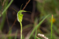 Pterostylis metcalfei