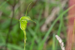 Pterostylis metcalfei