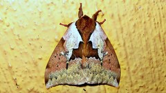 Dirphiopsis multicolor