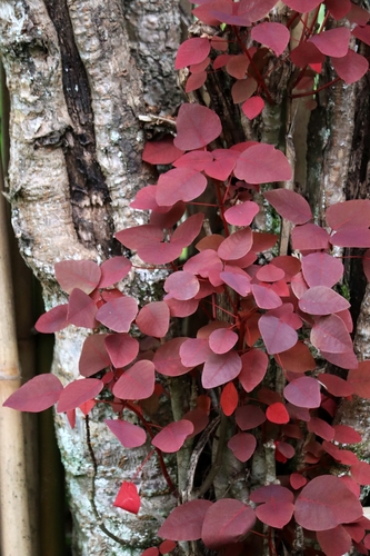 Mexican shrubby spurge