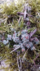 Cladonia cariosa