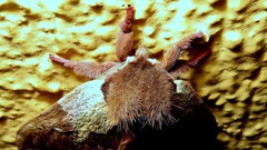 Dirphiopsis multicolor