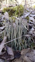 Cladonia glauca