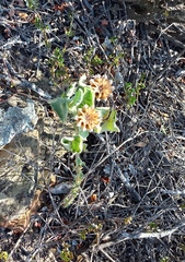 Abutilon sonneratianum