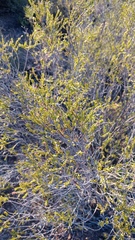 Passerina obtusifolia