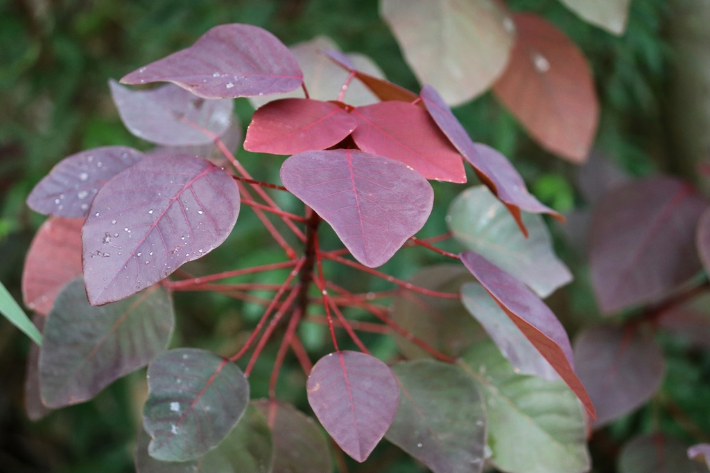 Euphorbia cotinifolia