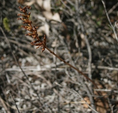 Holothrix burchellii