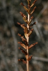 Holothrix burchellii