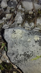 Petractis clausa