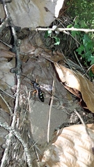 Protichneumon pisorius