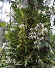 Bulbophyllum mysorense