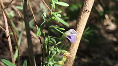 Psoralea oligophylla