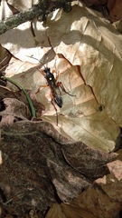 Protichneumon pisorius