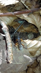 Protichneumon pisorius